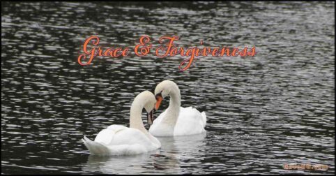 graceful swans