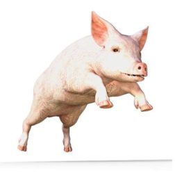 Year of the Pig
